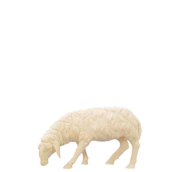 Schaf fressend