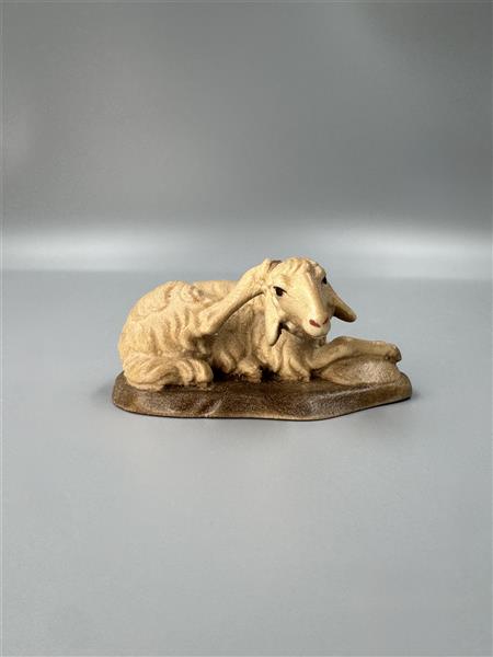 Liegendes Schaf kratzend