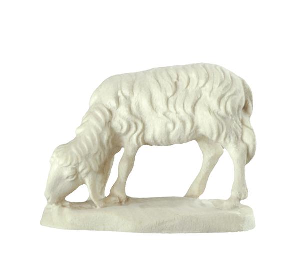 Schaf grasend Schaf grasend