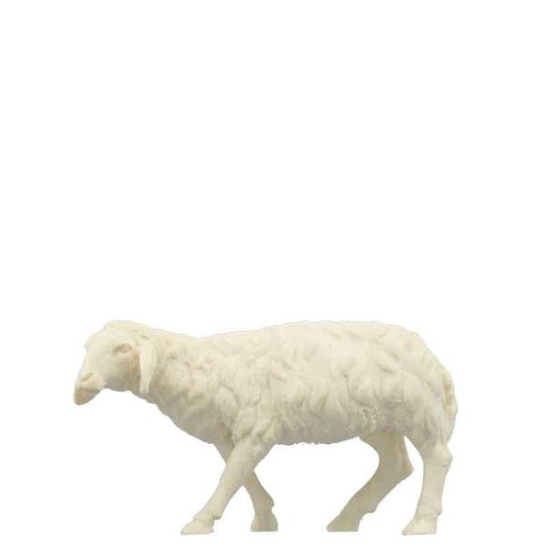 Schaf schauend links Schaf schauend links