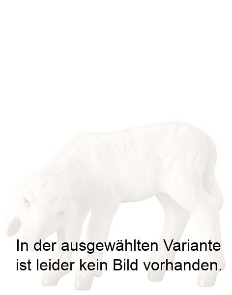 Lamm grasend Lamm grasend