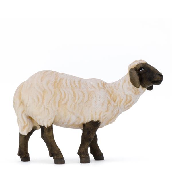 Schaf schwarz weiß stehend