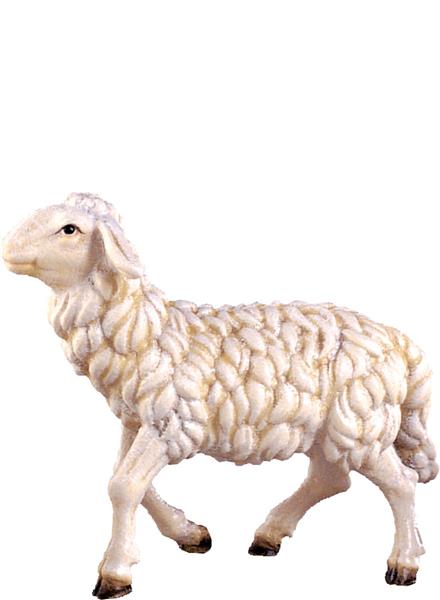 Schaf gehend Schaf gehend