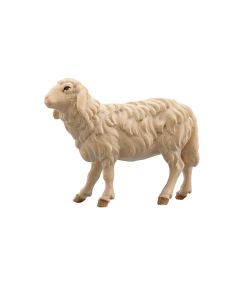 Schaf laufend Schaf laufend