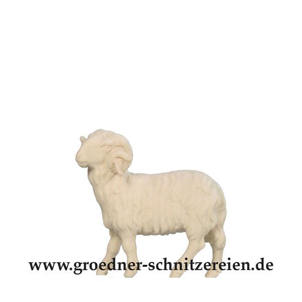 Widder