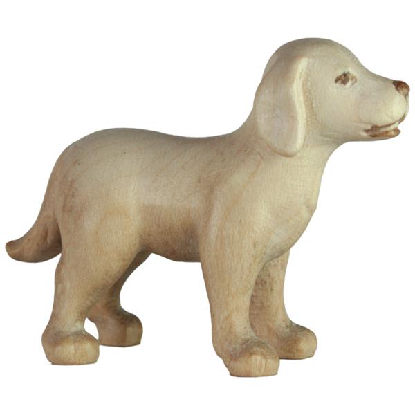 Hund Labrador Hund Labrador