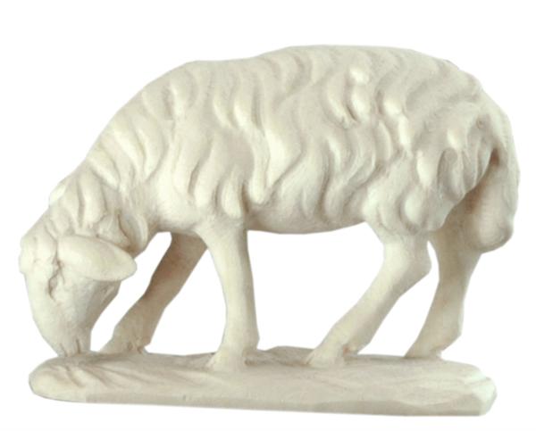 Schaf grasend Schaf grasend