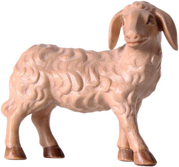 Schaf schauend