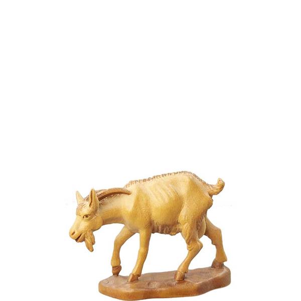 Ziege mit gesenktem Kopf Ziege mit gesenktem Kopf