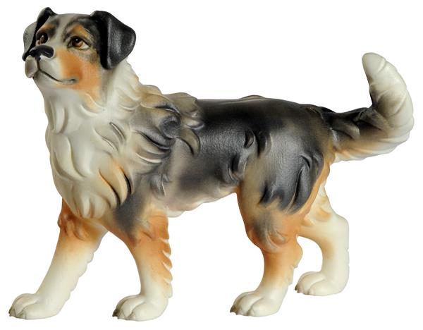 Australian Shepherd Hund Australian Shepherd Hund