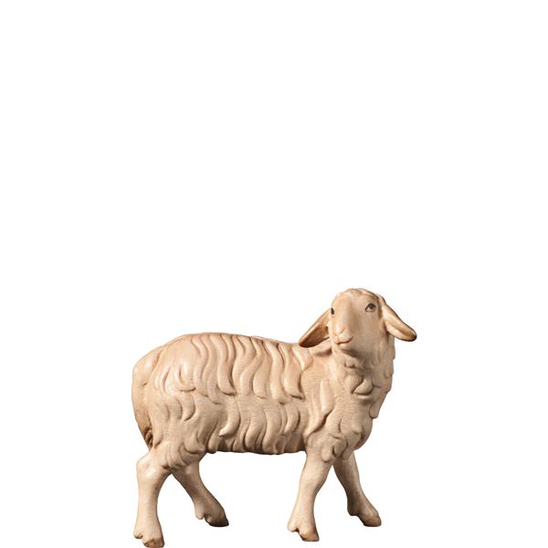 Schaf zurückschauend Schaf zurückschauend
