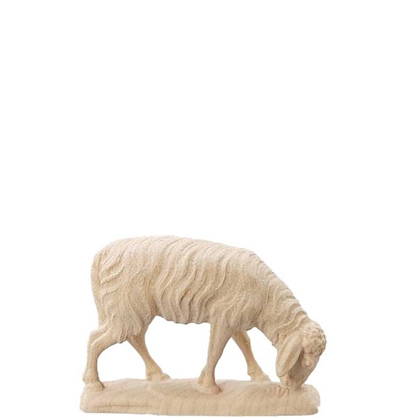 Abweidendes Schaf Abweidendes Schaf