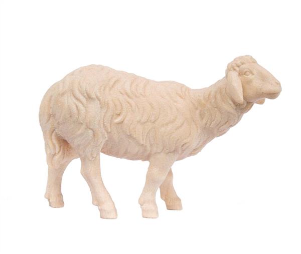 Schaf stehend Schaf stehend