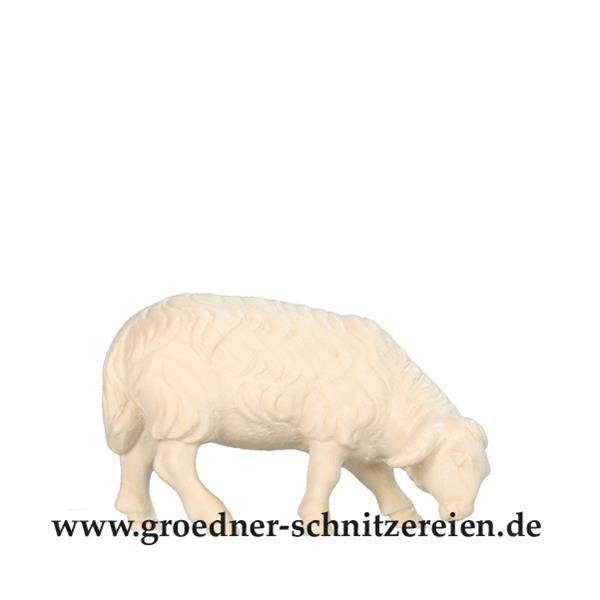 Schaf äsend Schaf äsend