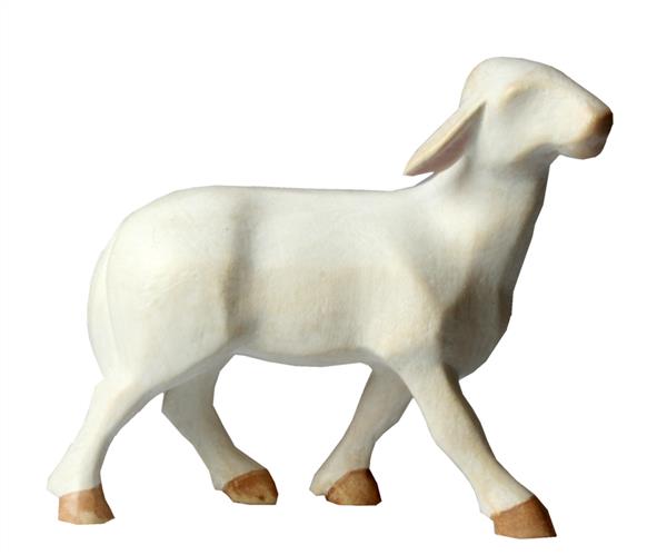 Schaf laufend