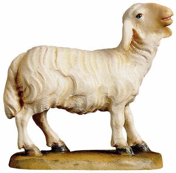 Schaf blöckend Schaf blöckend