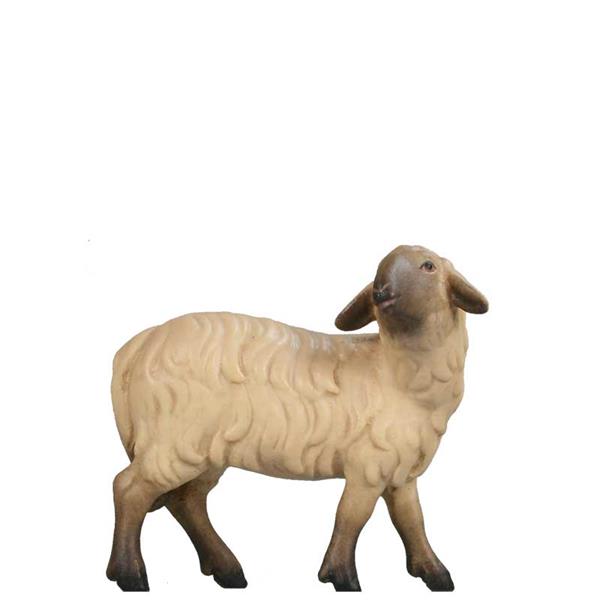 Schaf zurückschauend SCHWARZ-WEIß Schaf zurückschauend SCHWARZ-WEIß