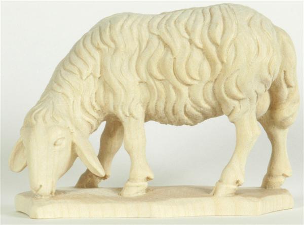 Schaf äsend