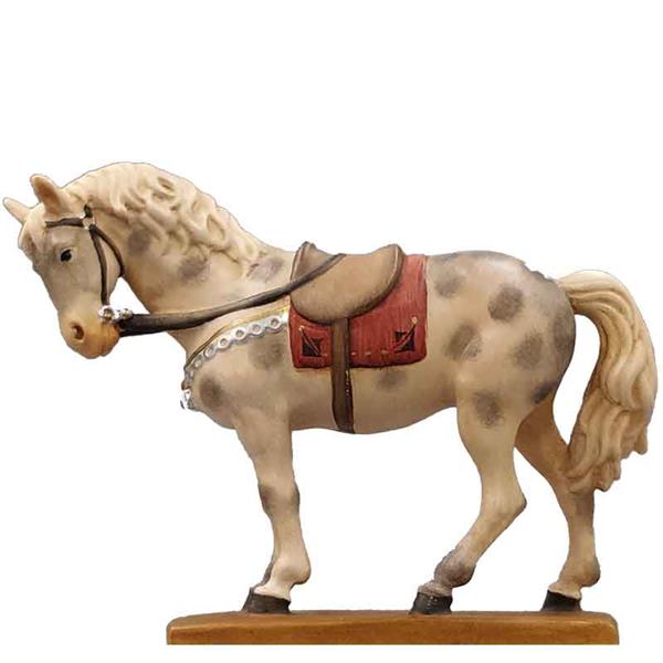 Pferd Apfelschimmel Pferd Apfelschimmel