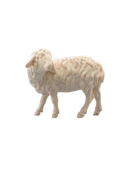 Schaf zurückschauend Schaf zurückschauend