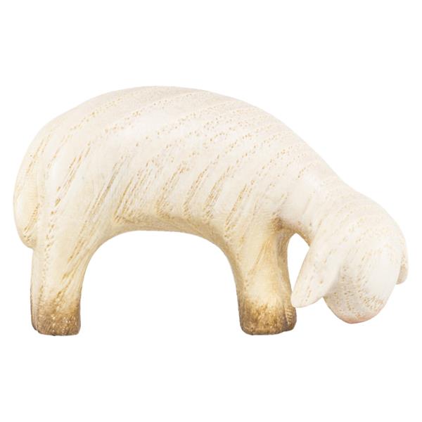 Schaf grasend Schaf grasend