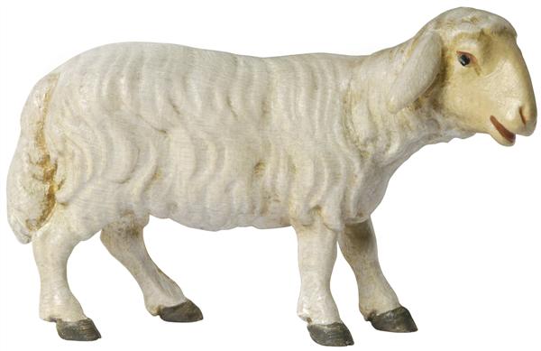 Schaf schauend Schaf schauend