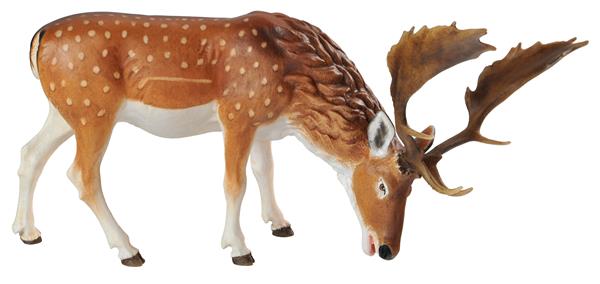 Damhirsch grasend Damhirsch grasend