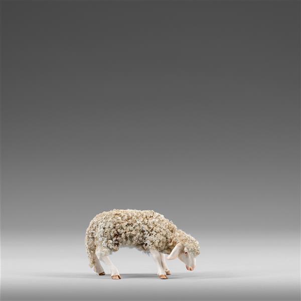 Schaf äsend Schaf äsend