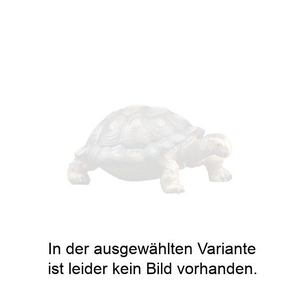 Schildkröte Schildkröte