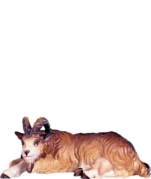 Ziege liegend Ziege liegend