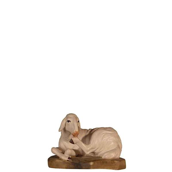 Schaf liegend Schaf liegend