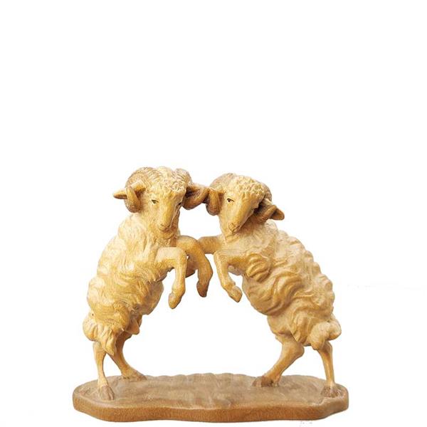 Zwei zankende Schafböcke Zwei zankende Schafböcke