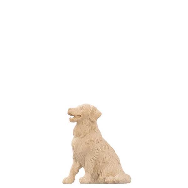 Golden Retriever sitzend Golden Retriever sitzend