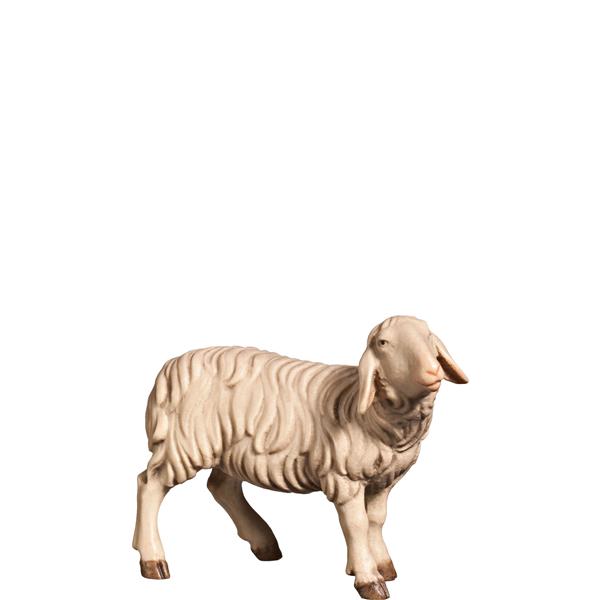 Schaf rechtsschauend Schaf rechtsschauend