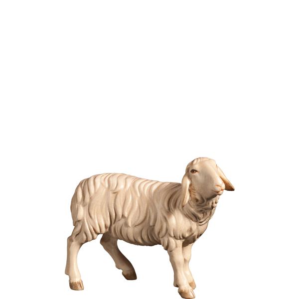 Schaf rechtsschauend Schaf rechtsschauend