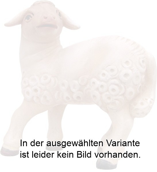 Lamm schauend Lamm schauend