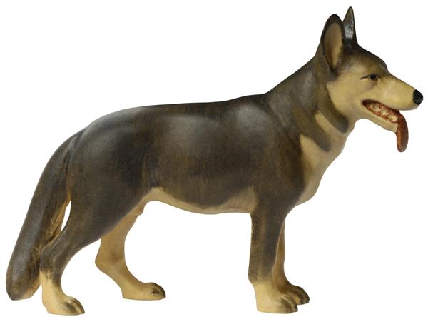 Schäferhund glatt Schäferhund glatt