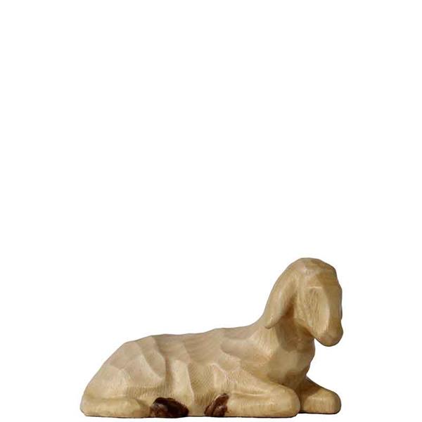 Schaf liegend Schaf liegend