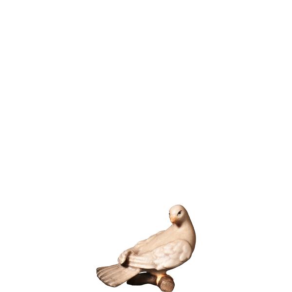 Taube zurückschauend Taube zurückschauend