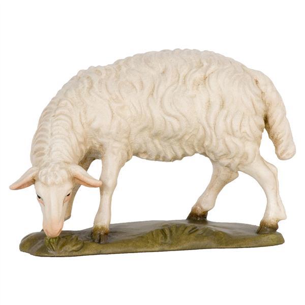 Schaf grasend Schaf grasend