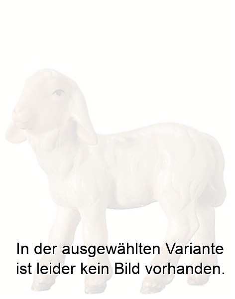 Lamm stehend Lamm stehend