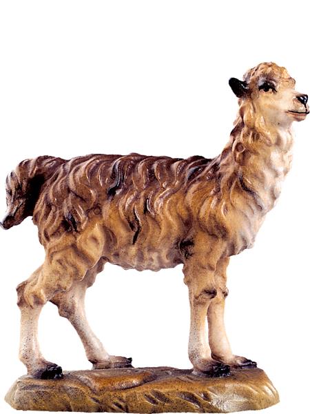 Lama