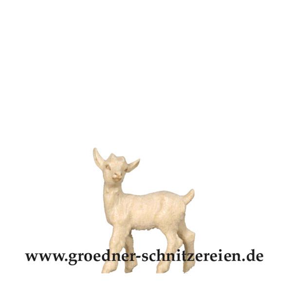 Zicklein stehend