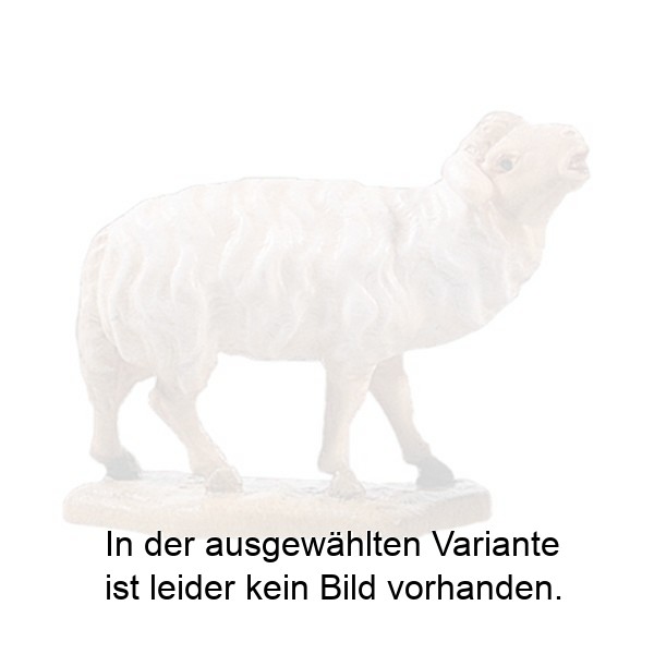 Schaf blöckend
