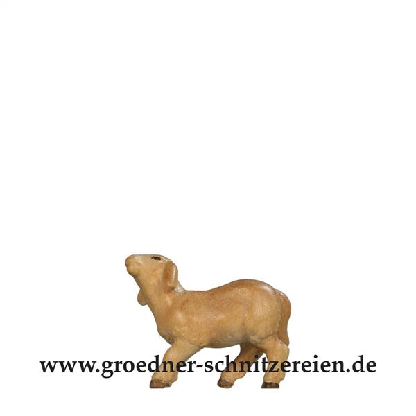 Lämmchen stehend