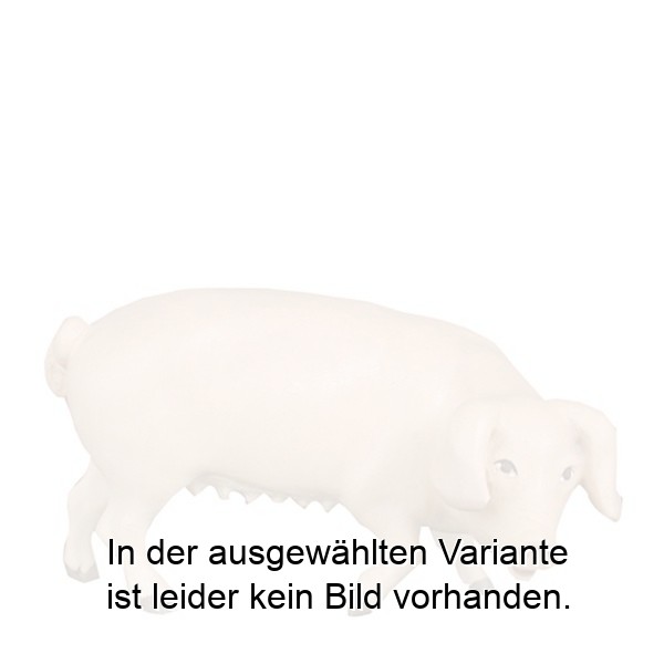 Schwein Schwein