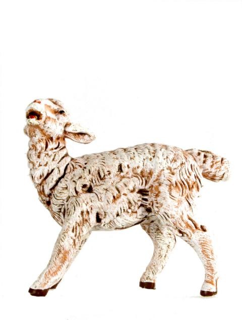 Schaf umschauend Schaf umschauend