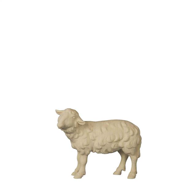 Schaf stehend linksschauend Schaf stehend linksschauend