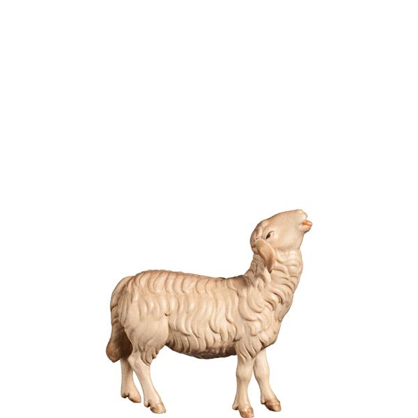 Schaf aufschauend Schaf aufschauend