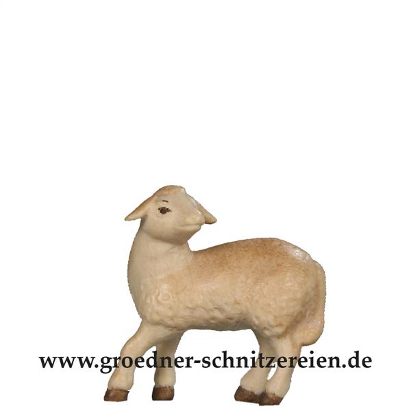 Lamm schauend